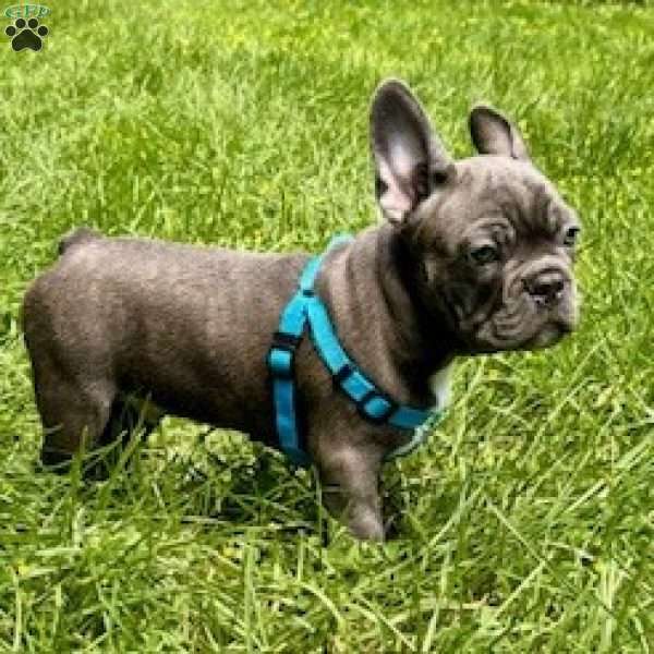 Steele, French Bulldog Puppy